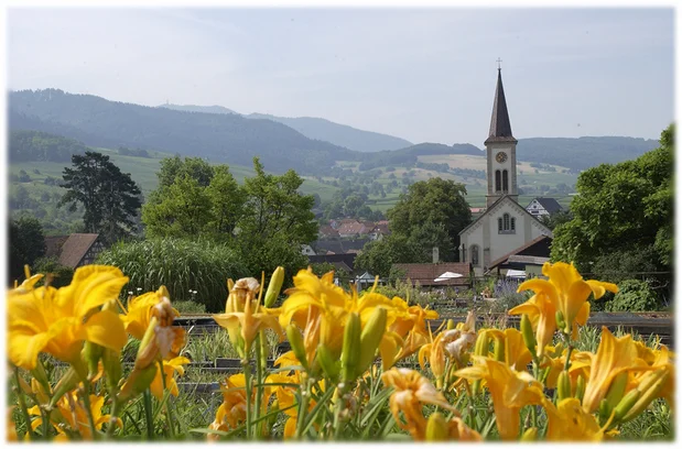 Taglilienblüte in Laufen